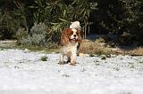 CAVALIER KING CHARLES 494